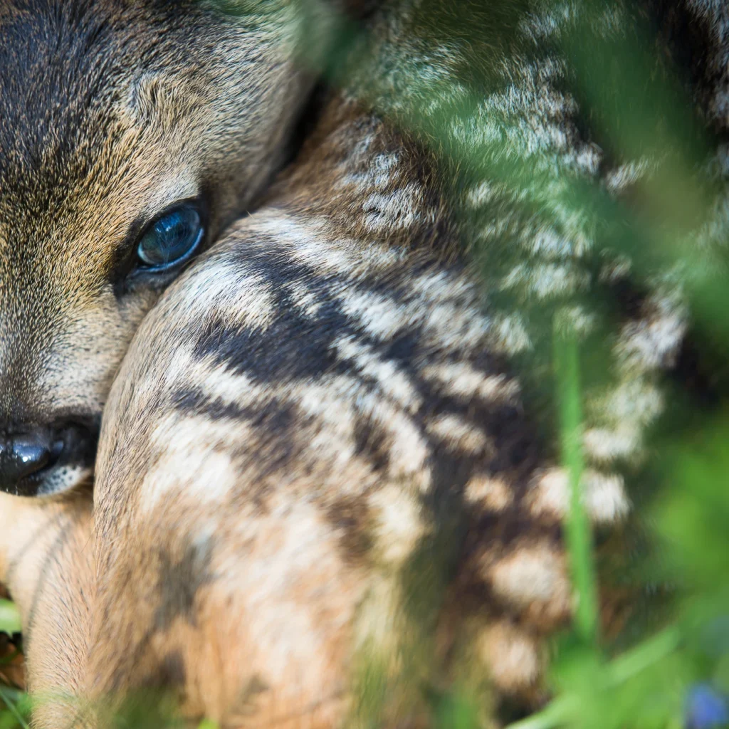 foret-enchantee-1929