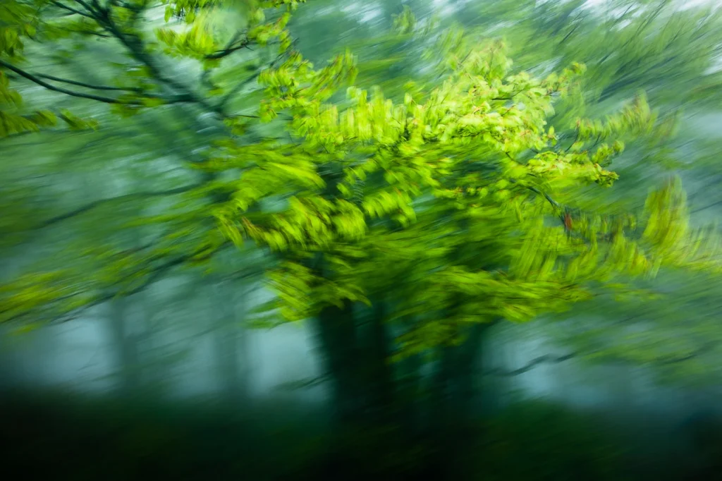 foret-enchantee-1931