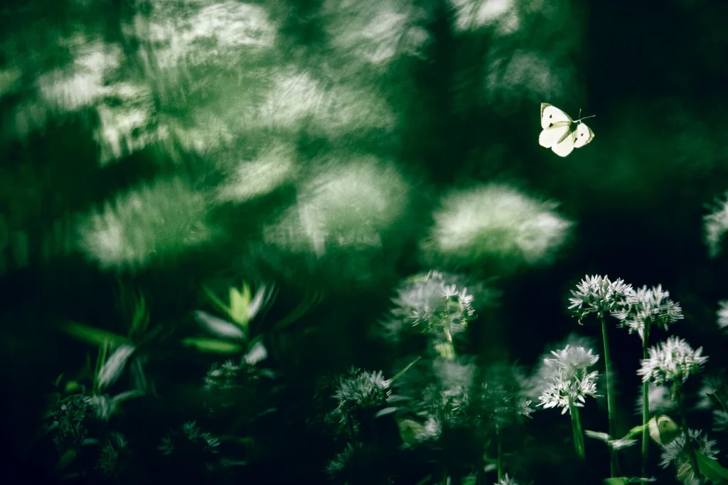 foret-enchantee-1932