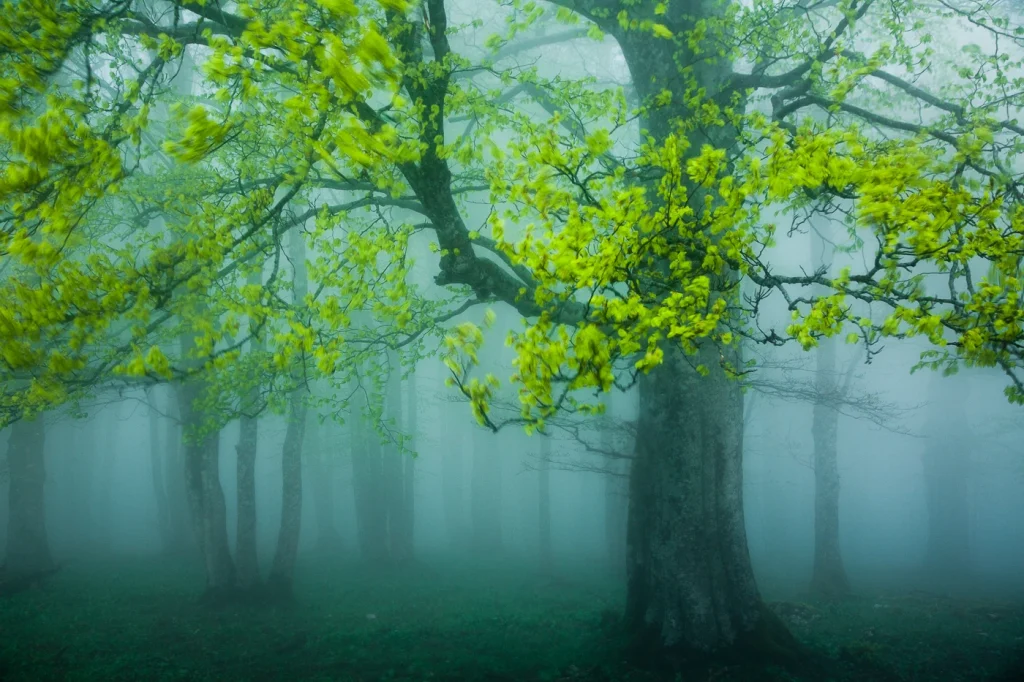 foret-enchantee-1933