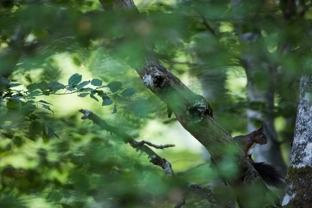 foret-enchantee-1934