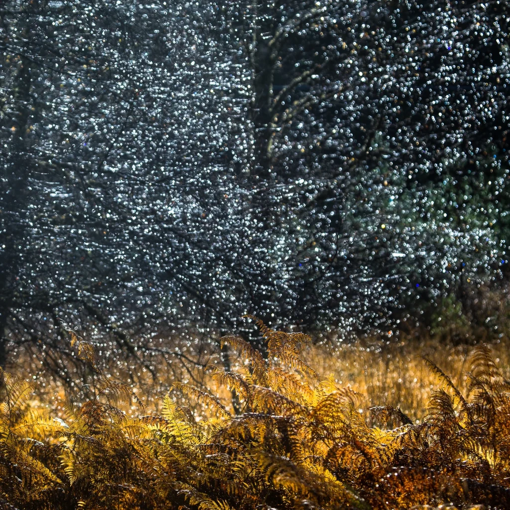 foret-enchantee-1935