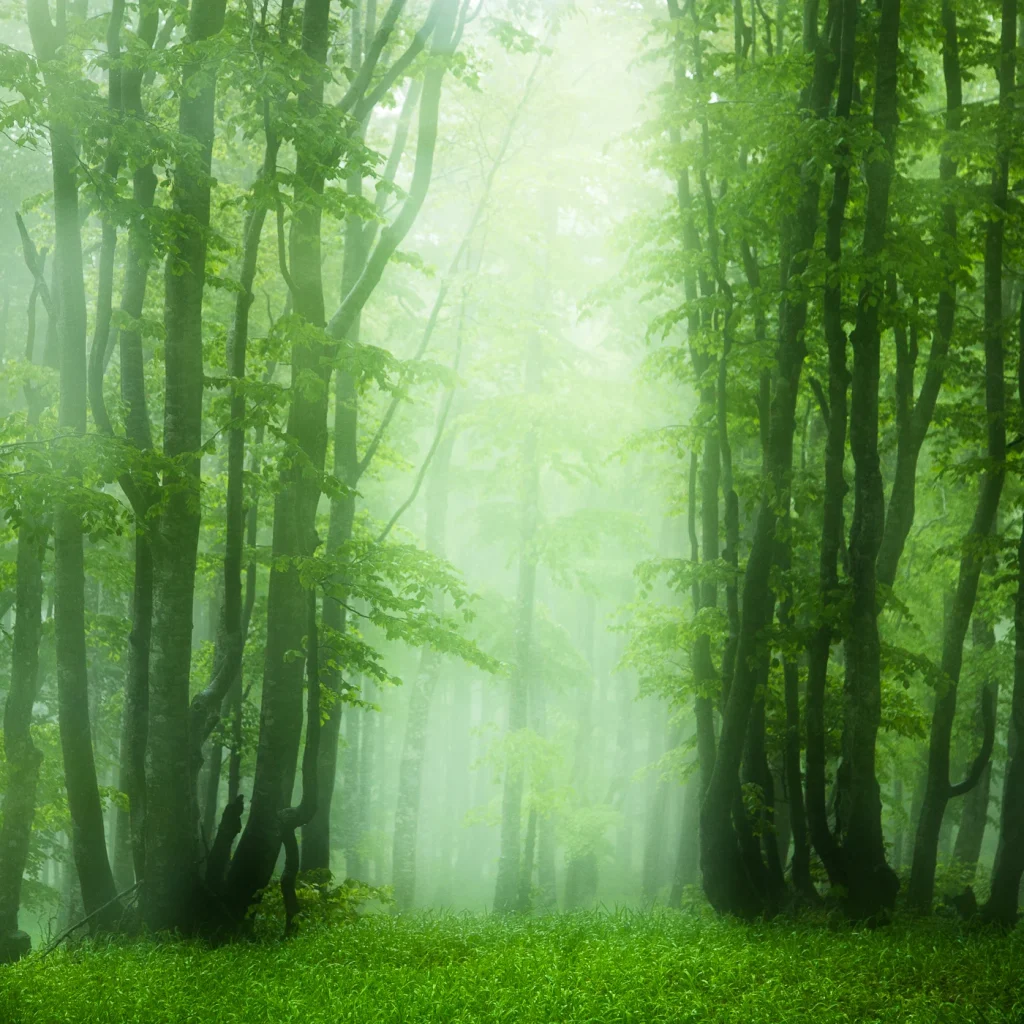 foret-enchantee-1936