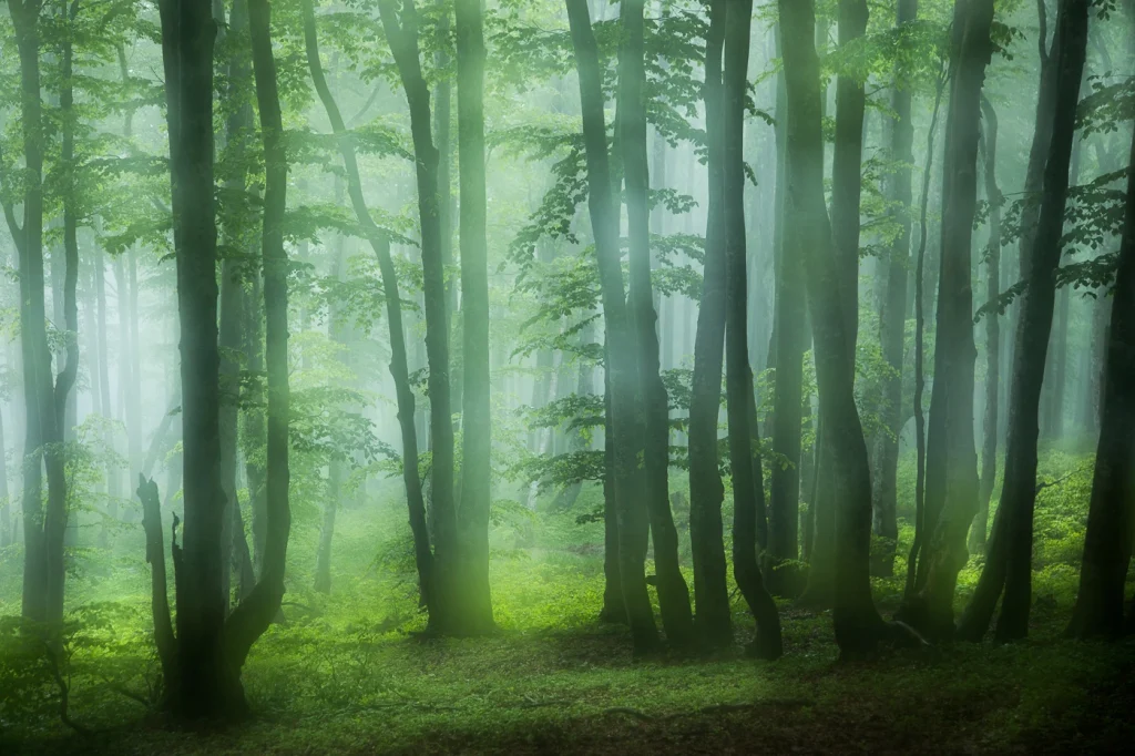 foret-enchantee-1937