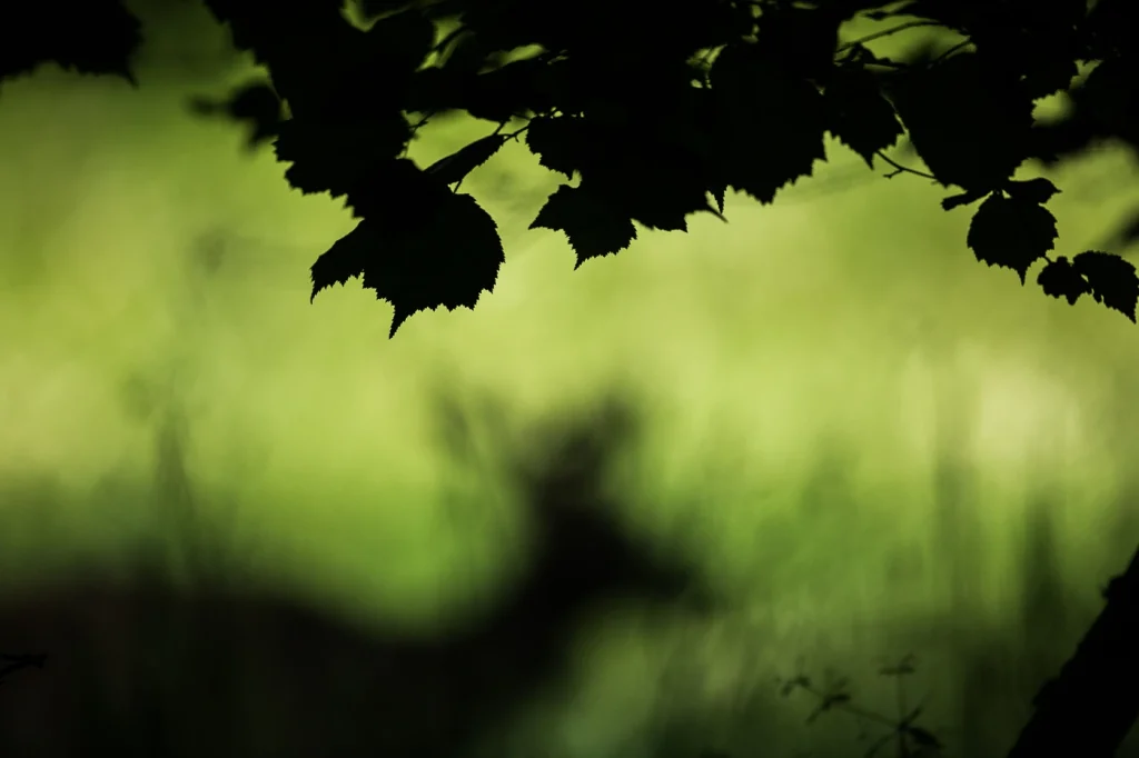 foret-enchantee-1938