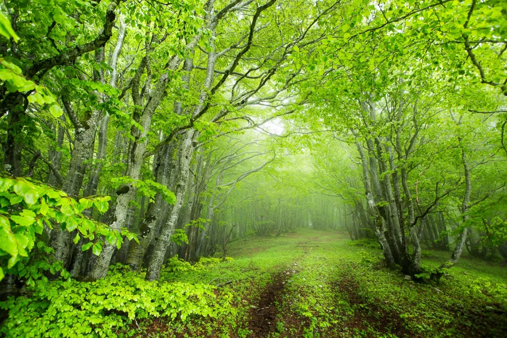 foret-enchantee-1939