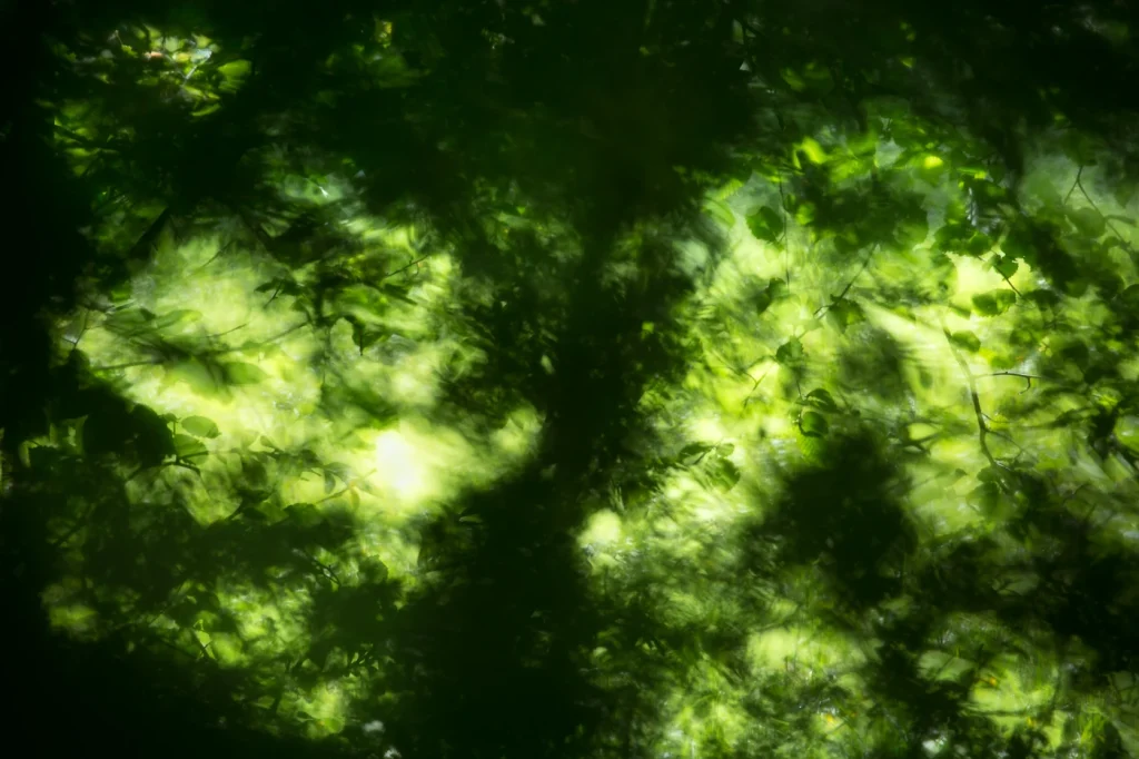 foret-enchantee-1944