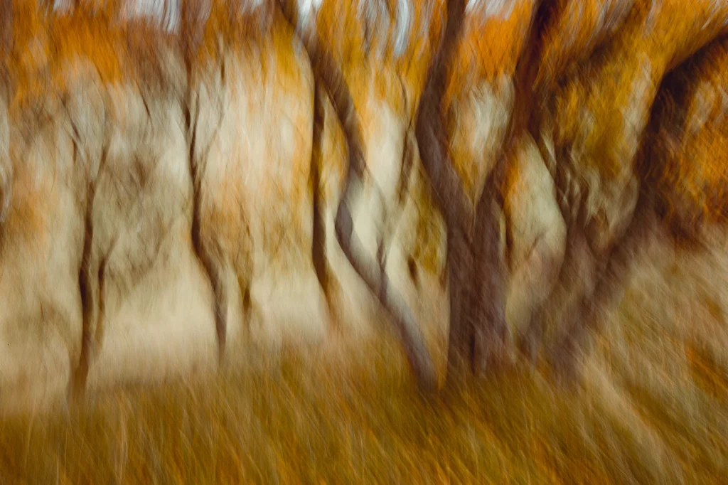 foret-enchantee-1948