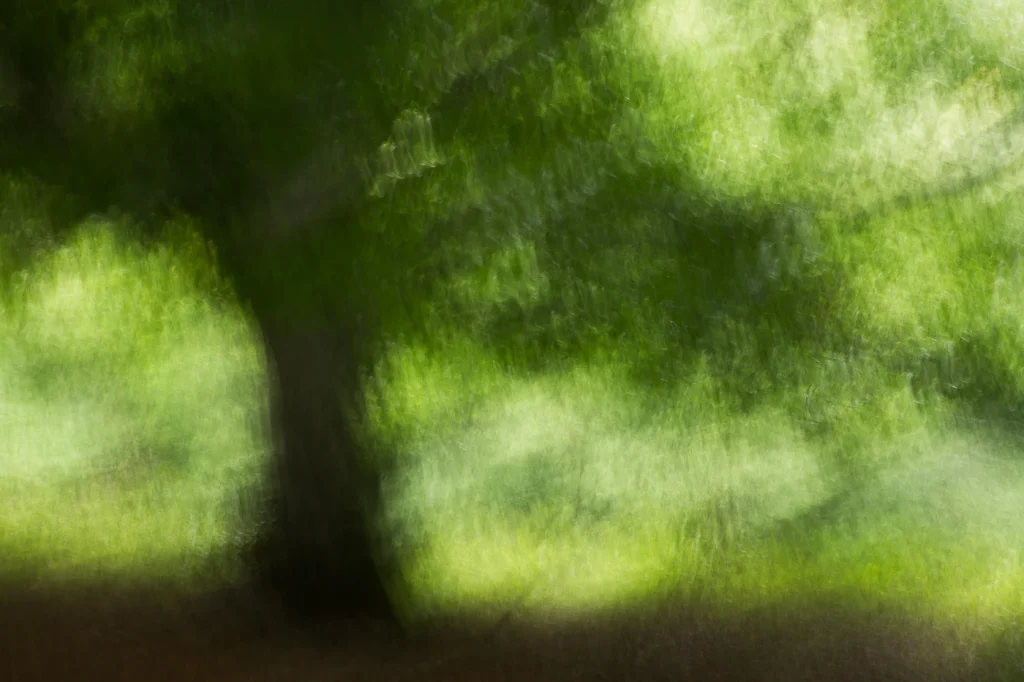 foret-enchantee-1950