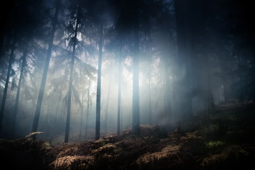 foret-enchantee-1951