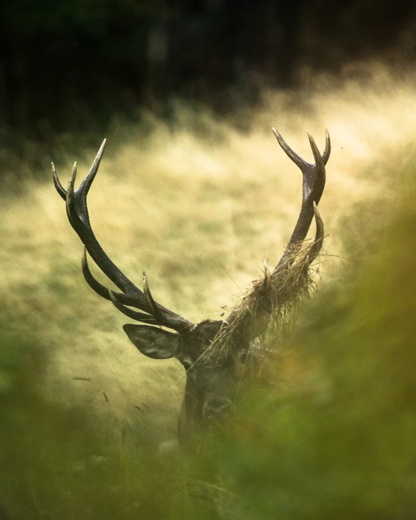 foret-enchantee-1952