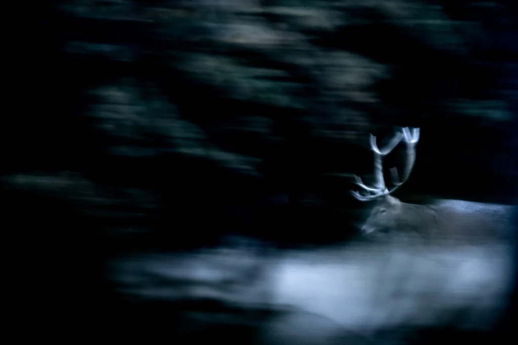 foret-enchantee-1955