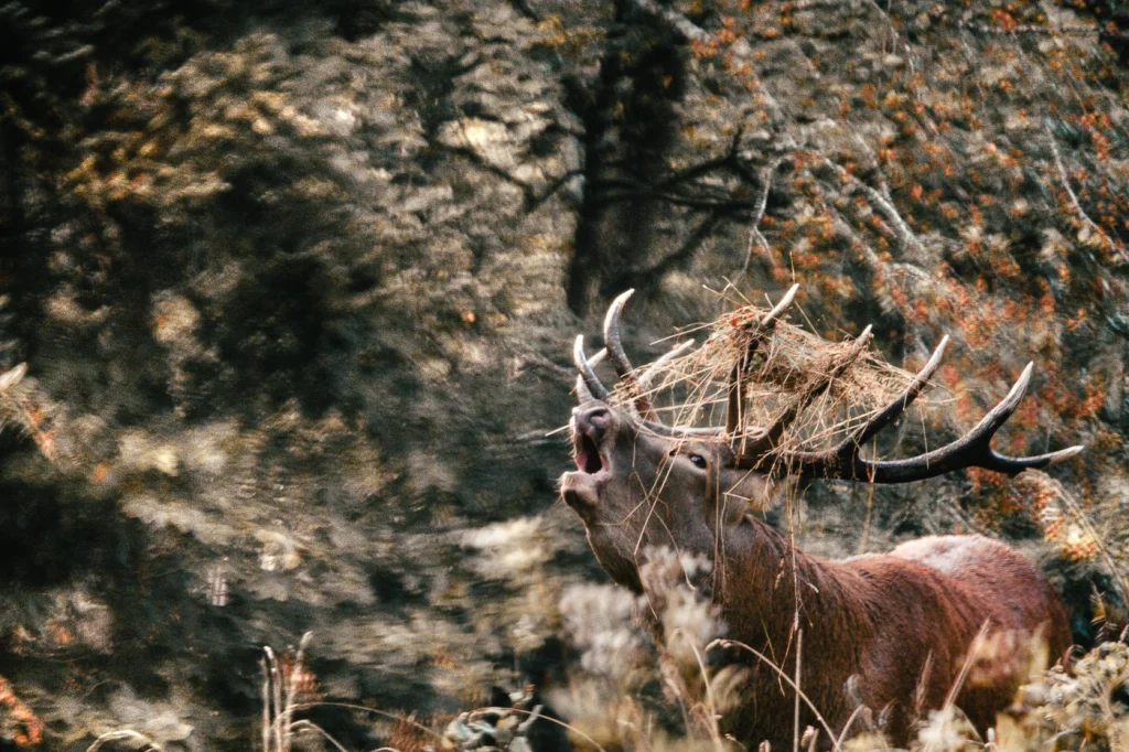 foret-enchantee-1960