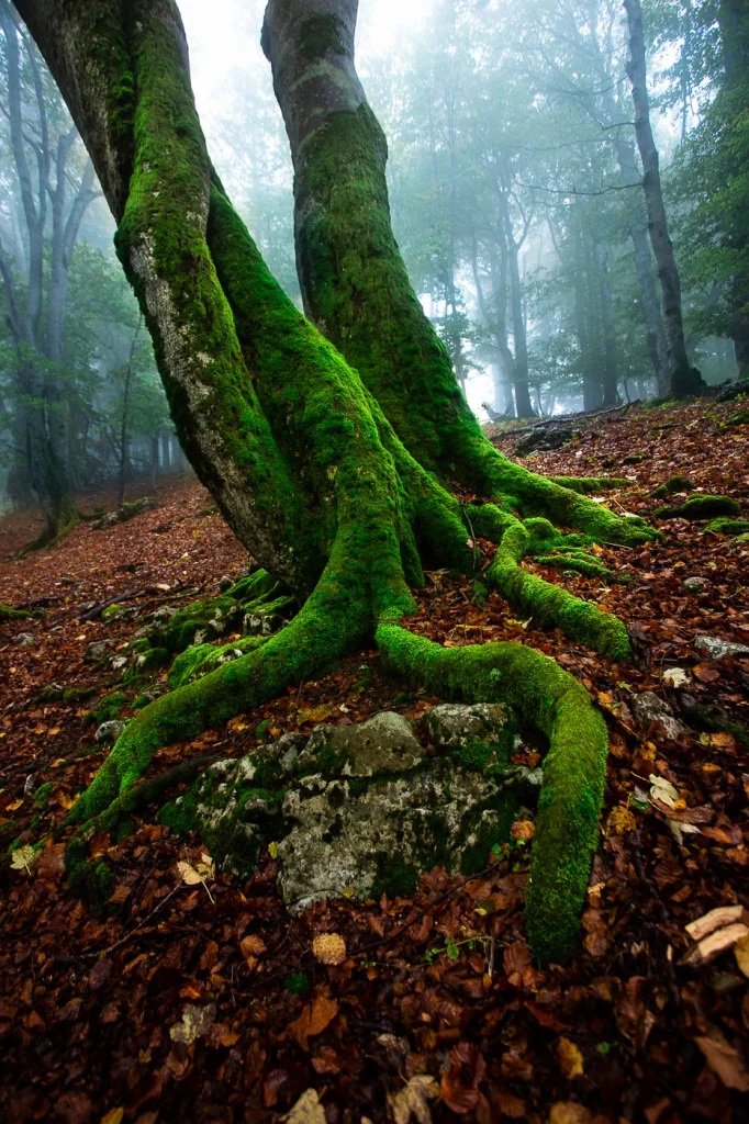 foret-enchantee-1963