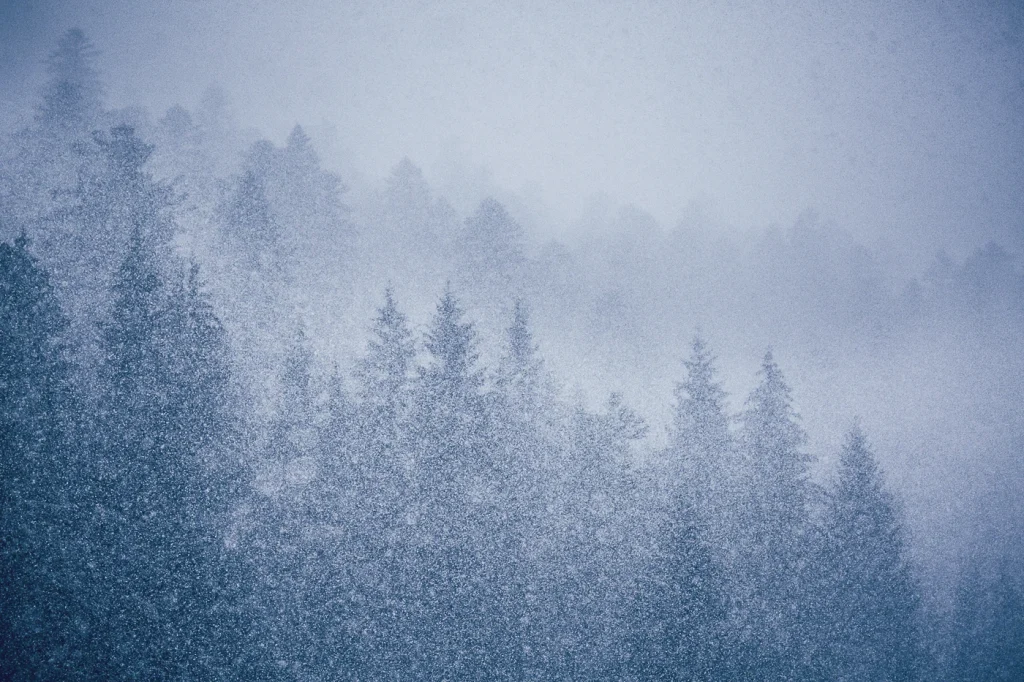 foret-enchantee-1965