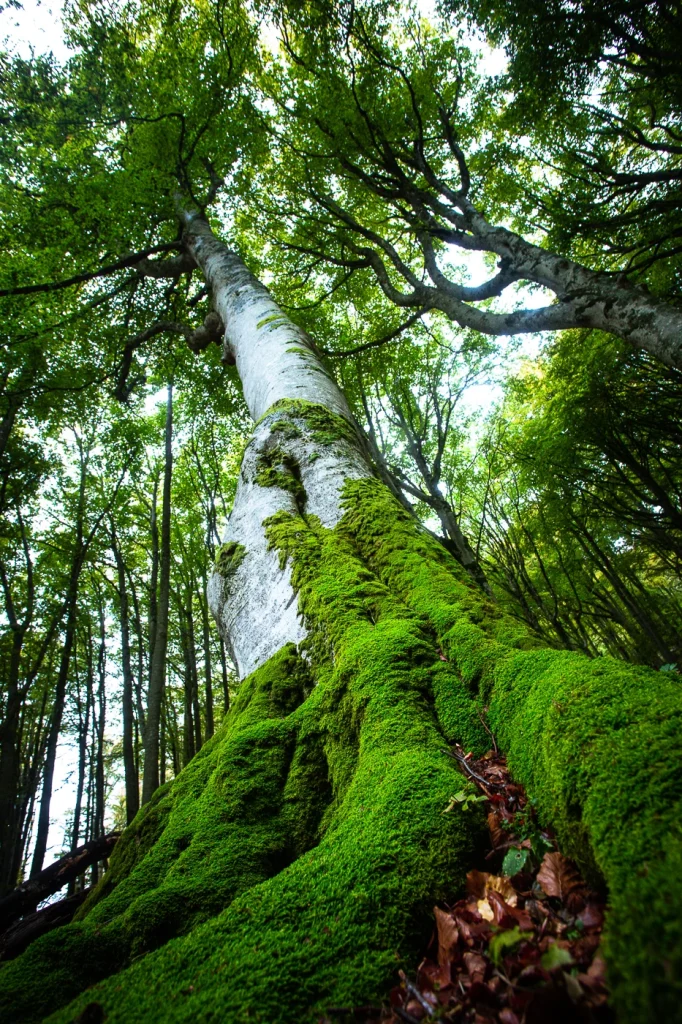 foret-enchantee-1967