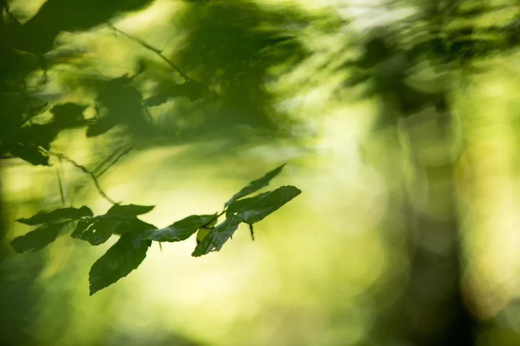 foret-enchantee-1973