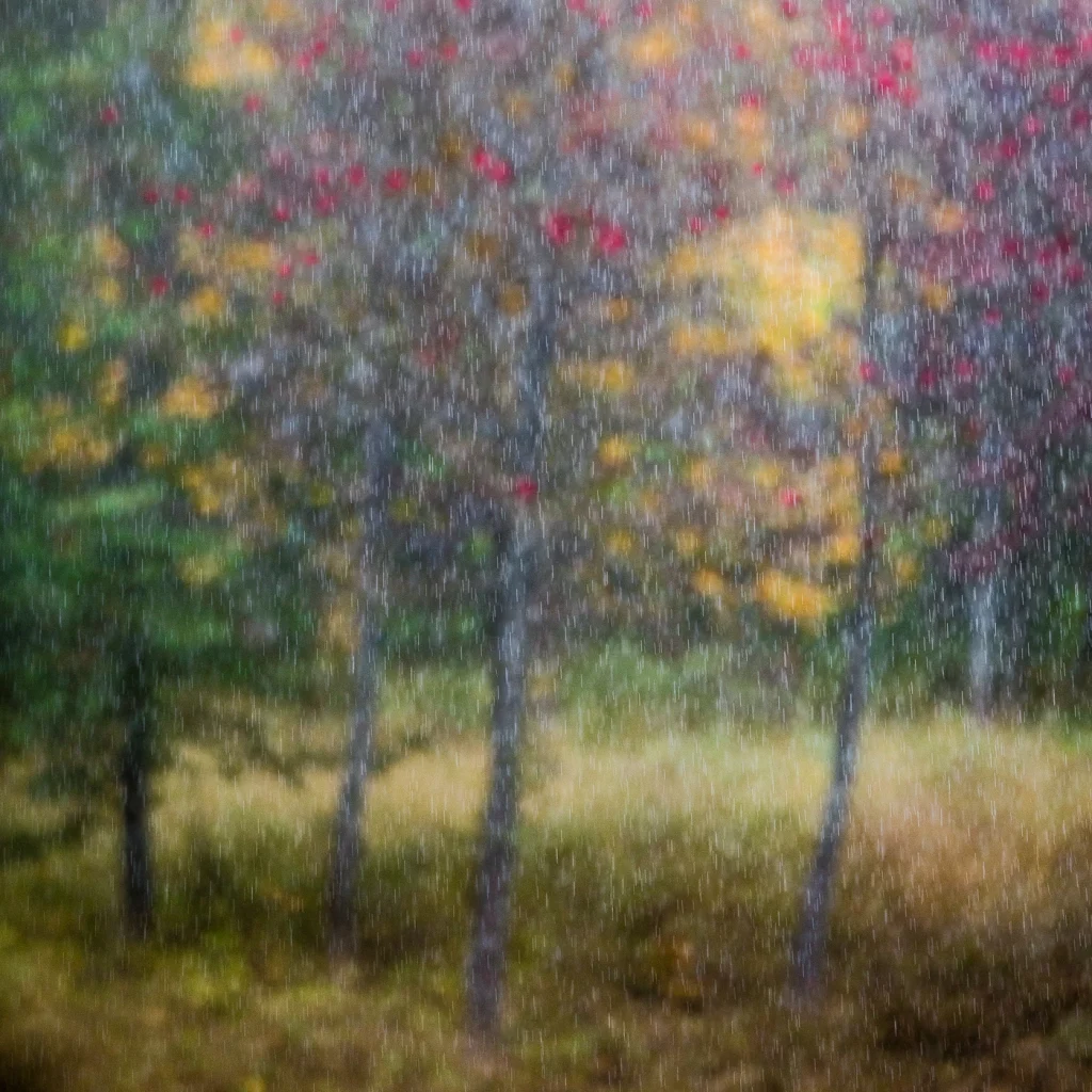 foret-enchantee-1976