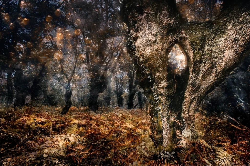 foret-enchantee-1977