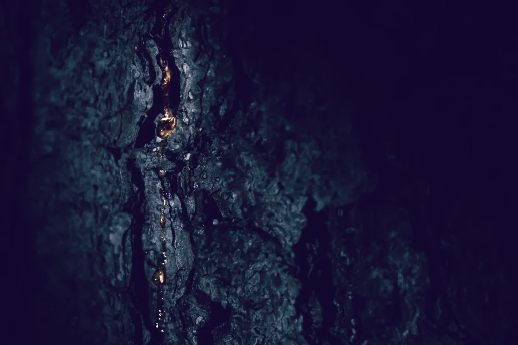 foret-enchantee-1978