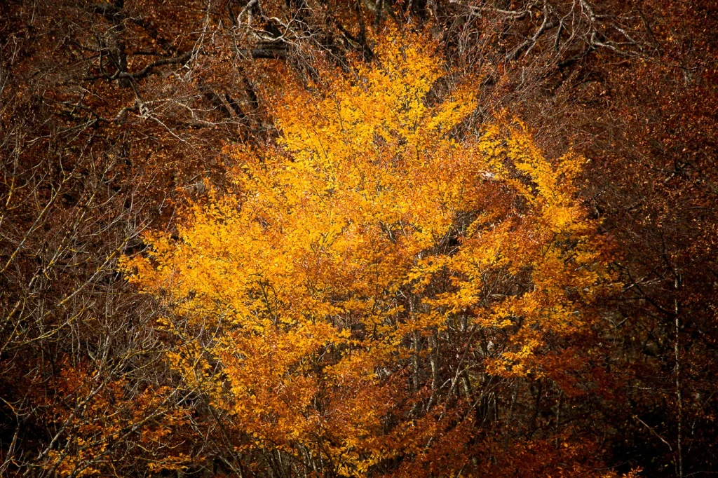 foret-enchantee-1979