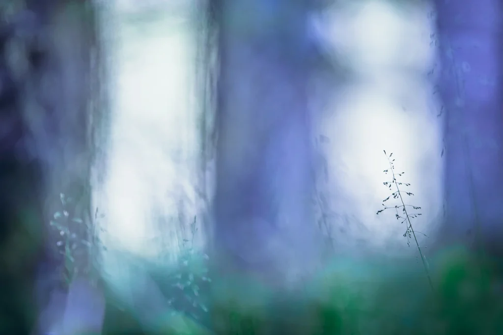 foret-enchantee-1980