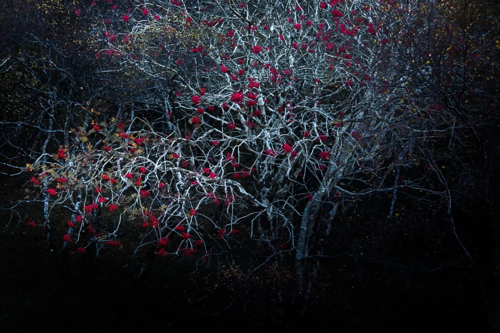 foret-enchantee-1981