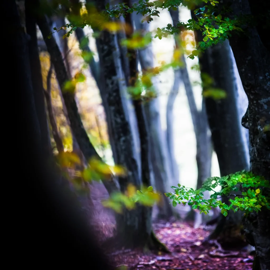 foret-enchantee-1982