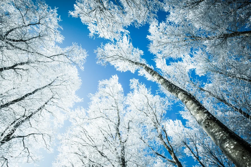 foret-enchantee-1983