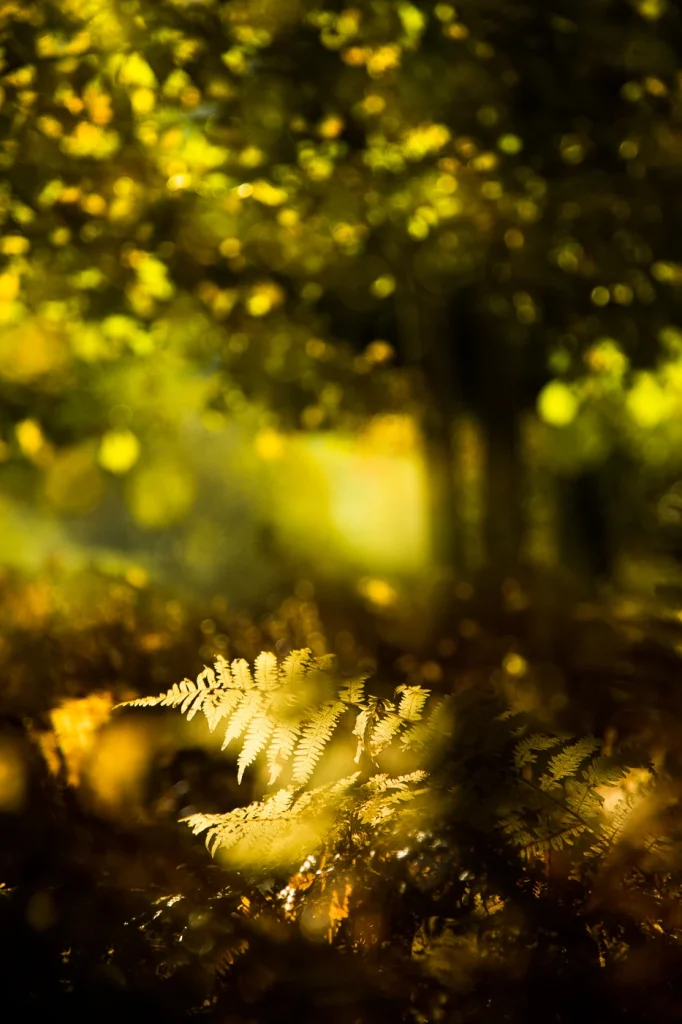 foret-enchantee-1987