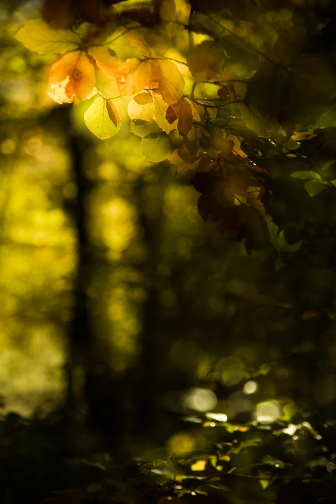 foret-enchantee-1988