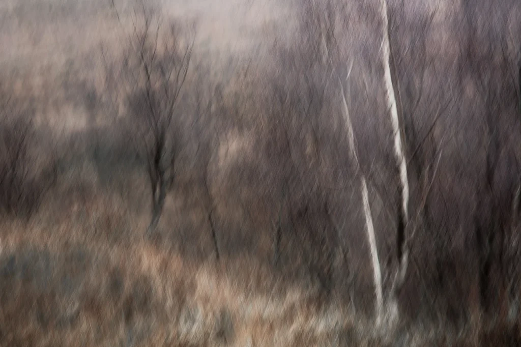 foret-enchantee-1989