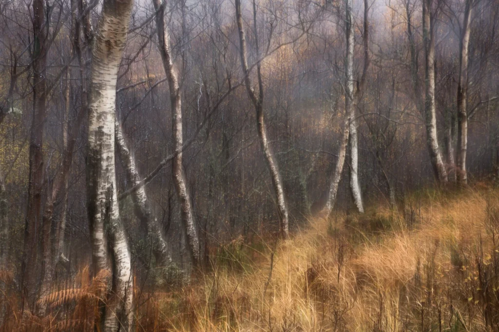 foret-enchantee-1990