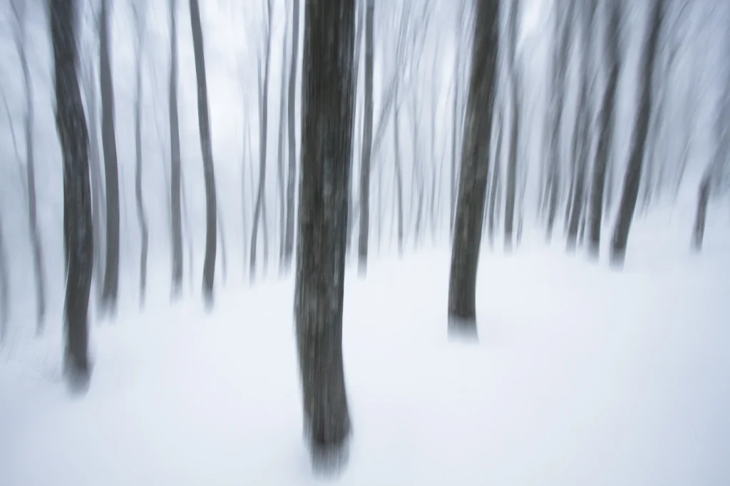 foret-enchantee-1993