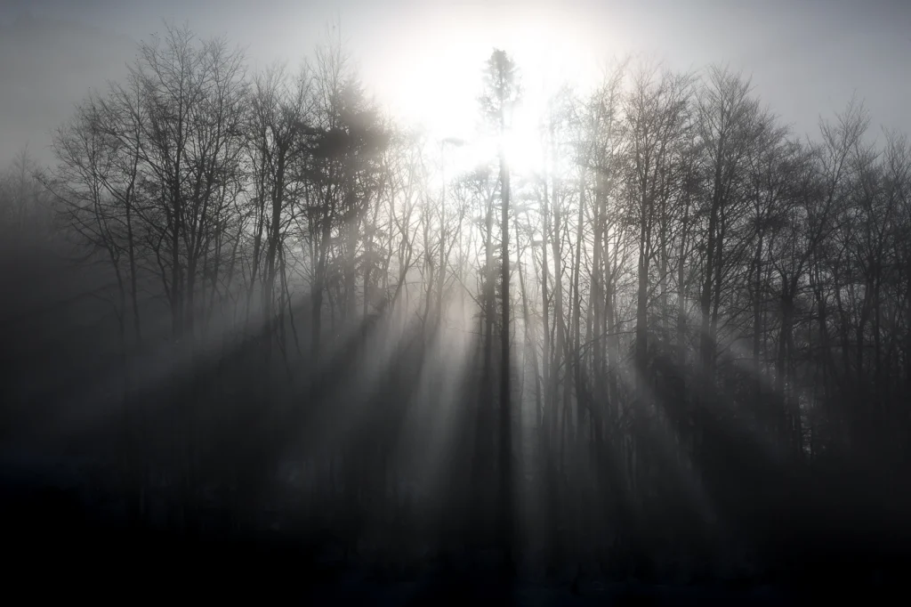 foret-enchantee-1997