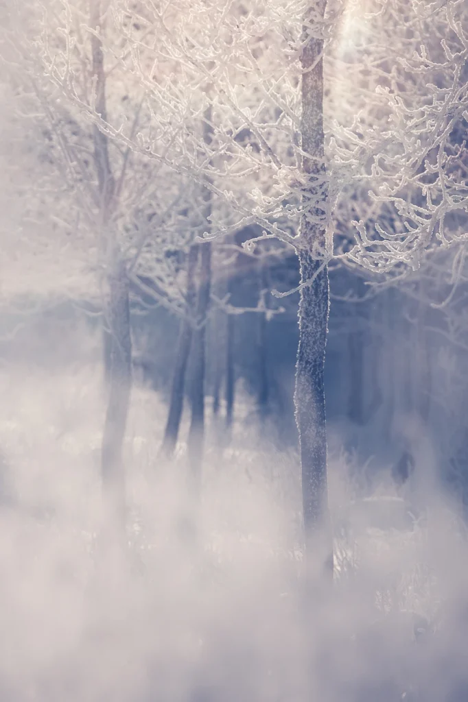 foret-enchantee-1998