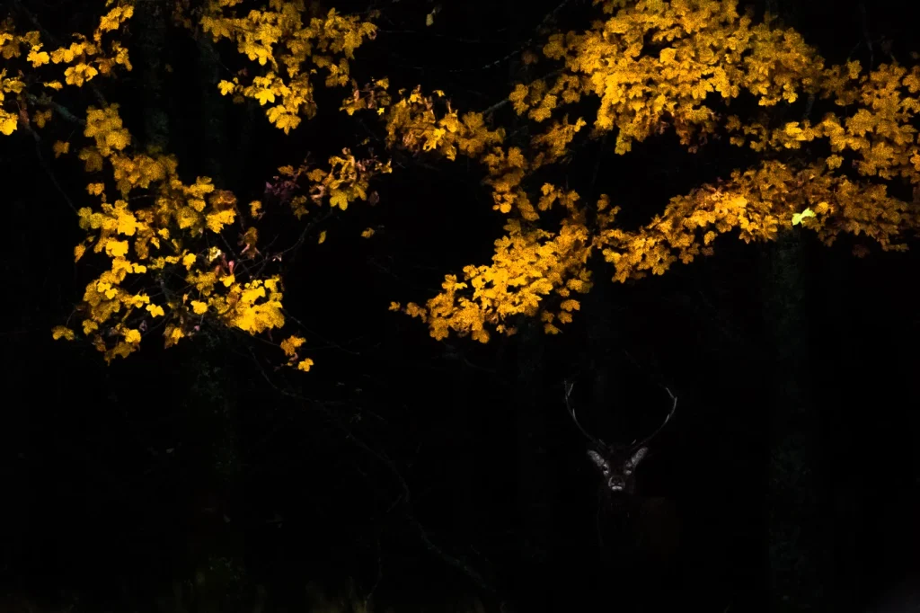 foret-enchantee-1999