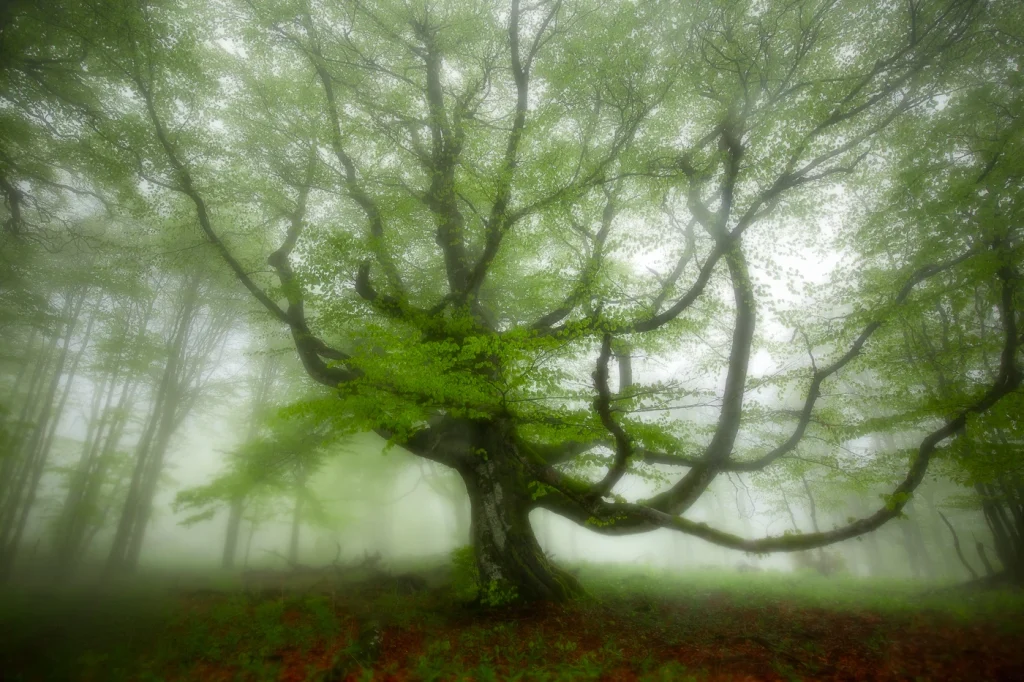 foret-enchantee-2002