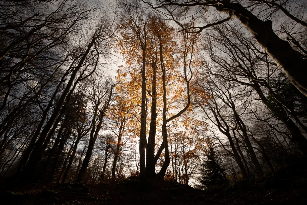 foret-enchantee-2003