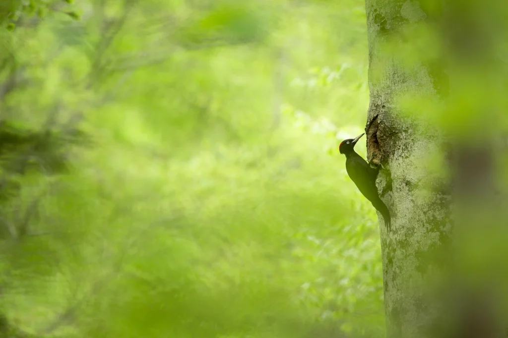 foret-enchantee-2004