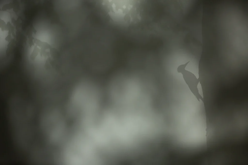 foret-enchantee-2005