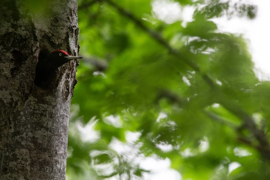 foret-enchantee-2008