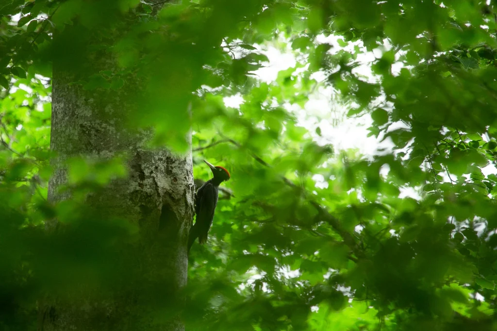 foret-enchantee-2009