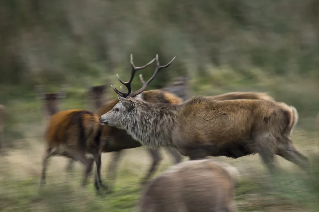 into-the-highlands-3296