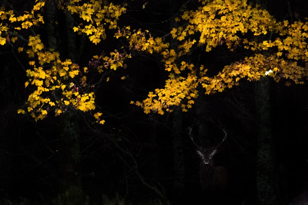 into-the-highlands-3356